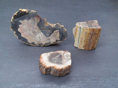 Petrified Wood